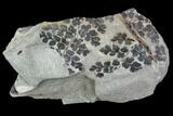 Pennsylvanian Fossil Fern (Sphenopteris) Plate - Kentucky #112931-1